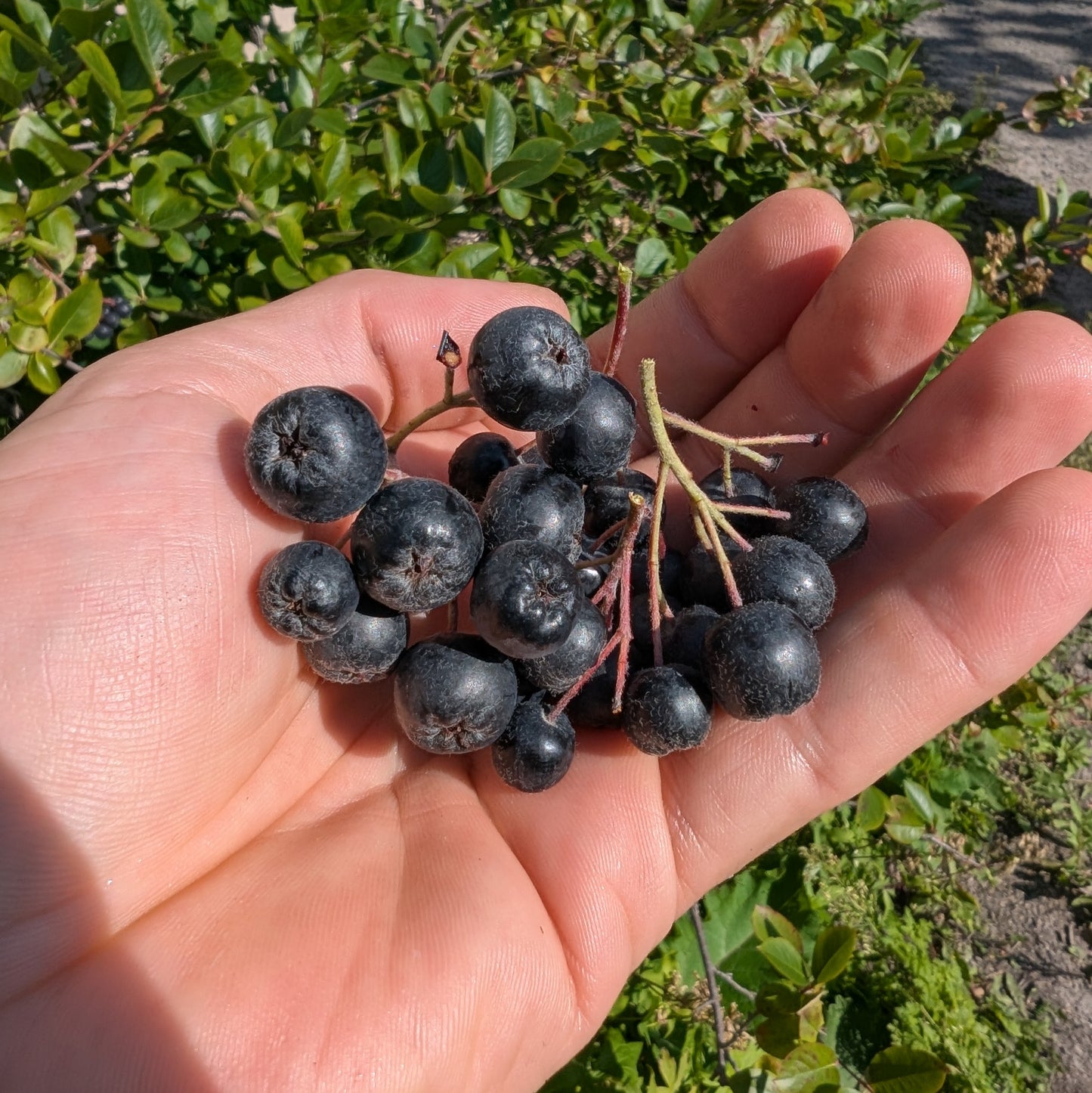 Aronia 'Viking'