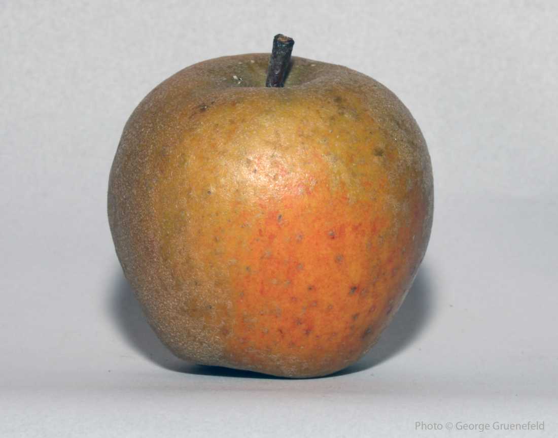 Pommier 'Ashmead's Kernel'