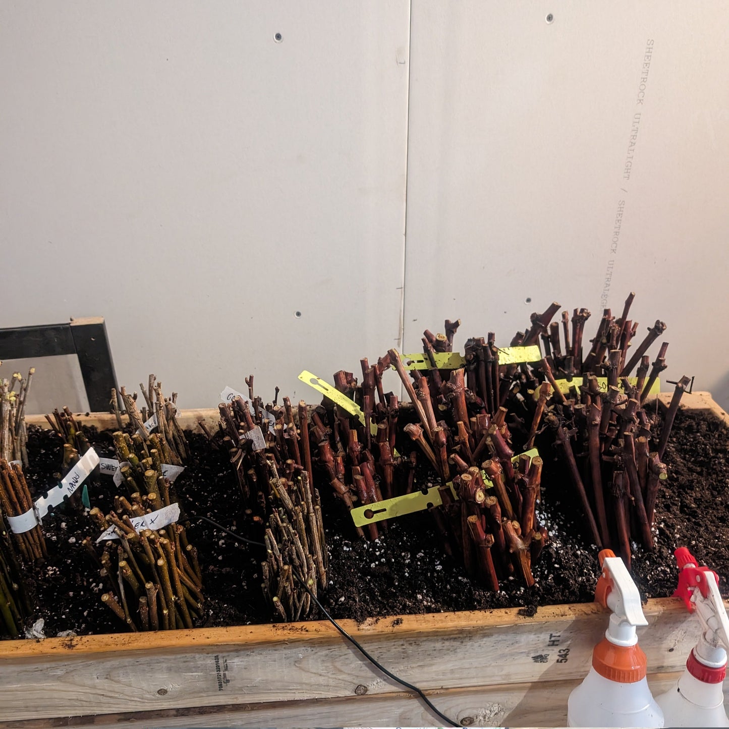 photo montrant des boutures dans un bac chauffant