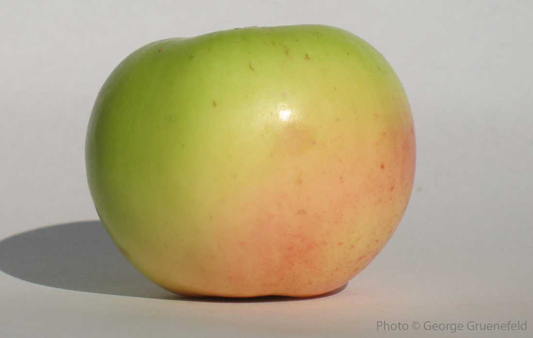 photo pomme à cidre Bulmer's Norman