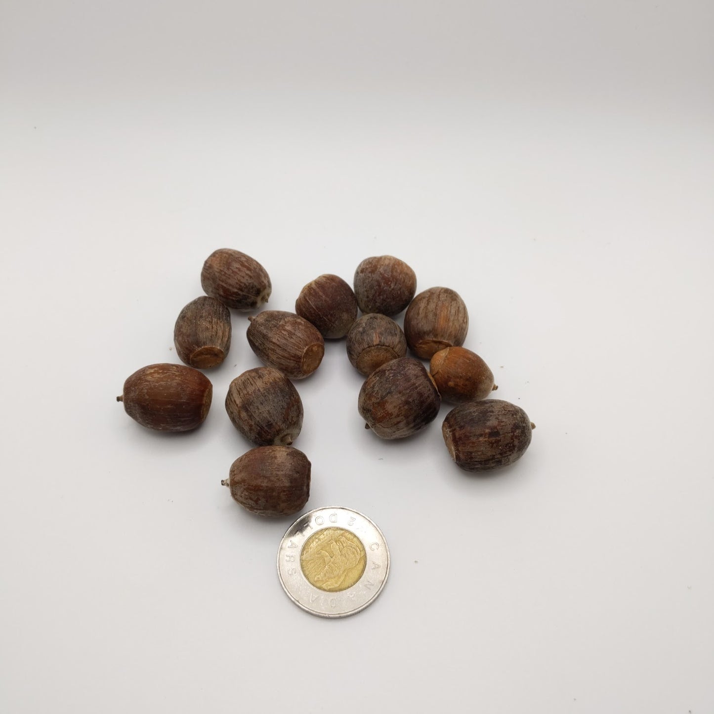 Chêne bicolore