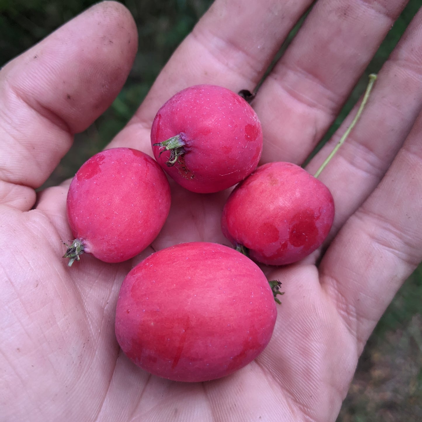 Photo montrant 4 pomette Dolgo dans une main