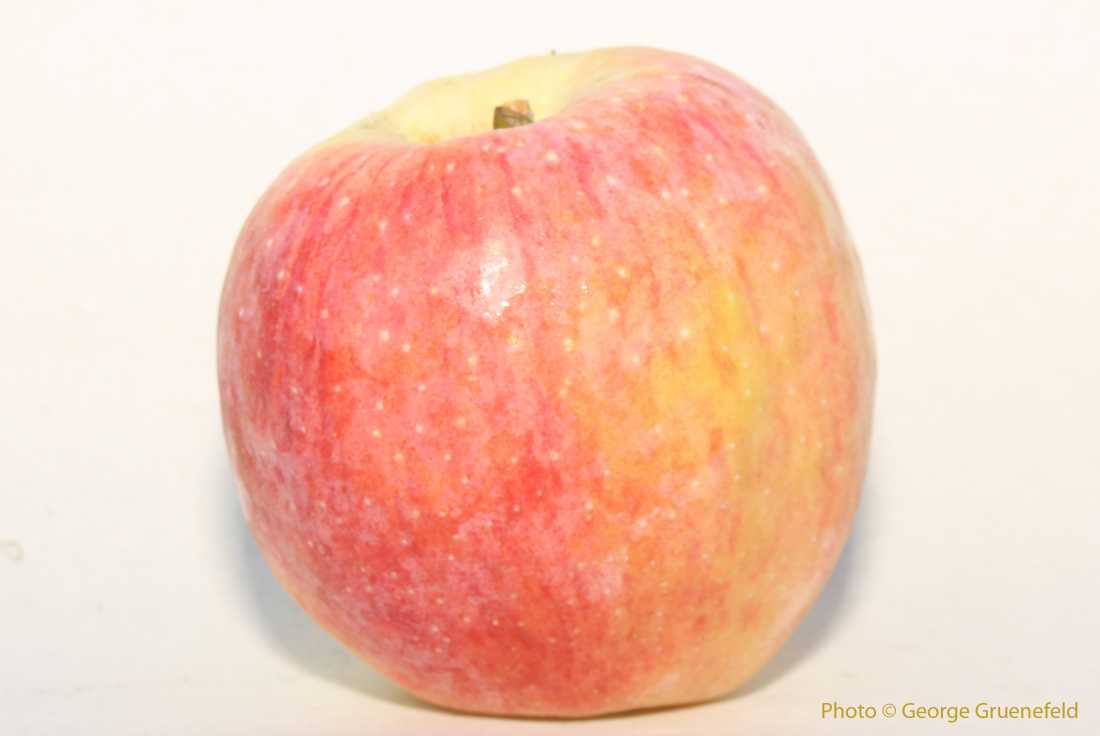 pomme florina rapprochée
