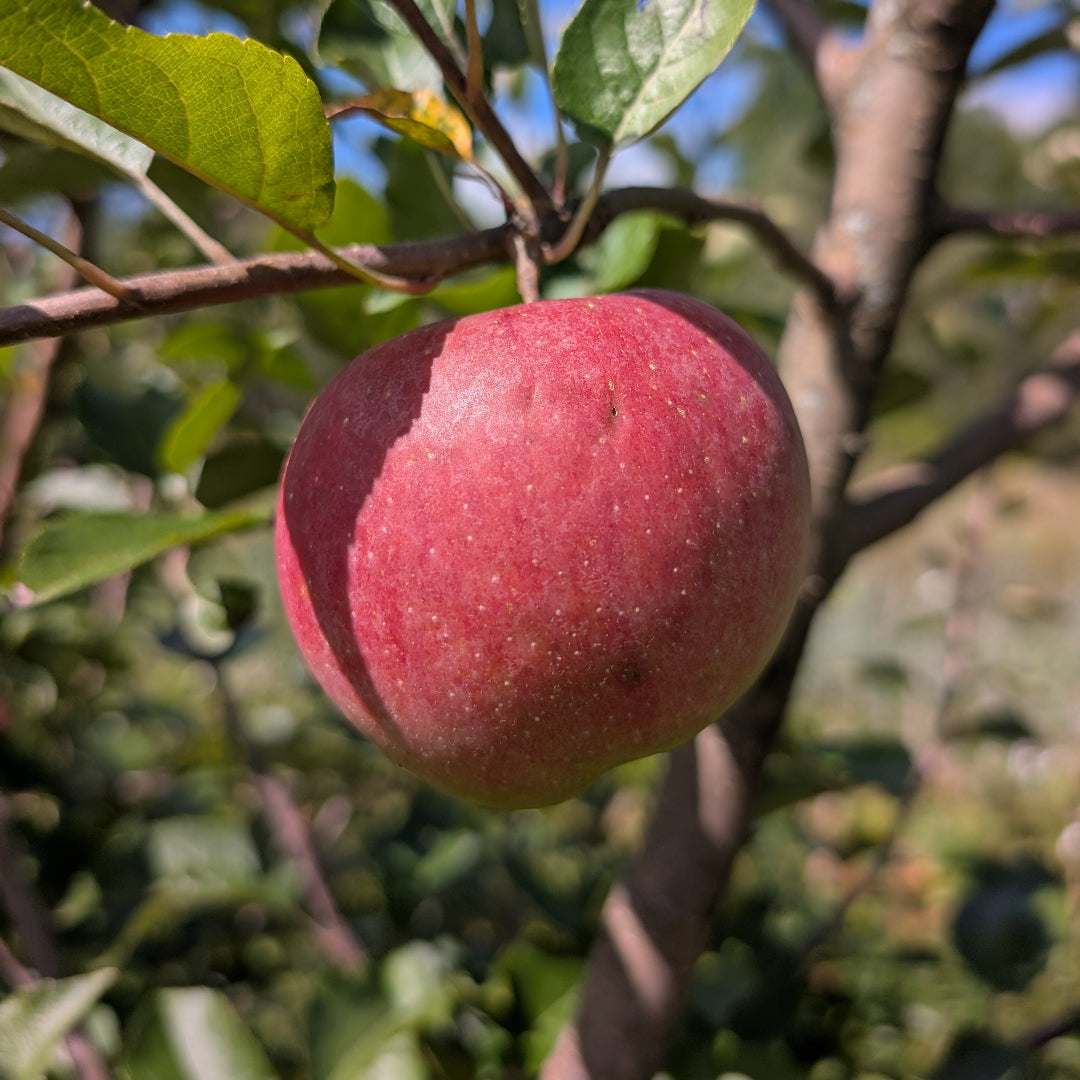 photo montrant une pomme dans le pommier 'Florina'