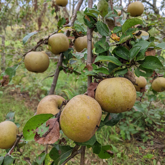 Photo montrant une pomme Golden Russet dans l'arbre