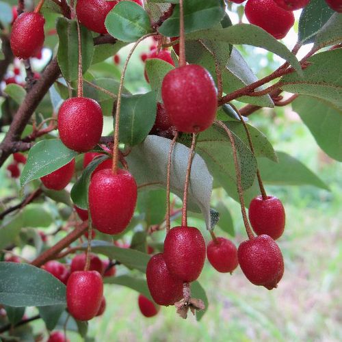 photo montrant les fruits du goumi Sweet Scarlet