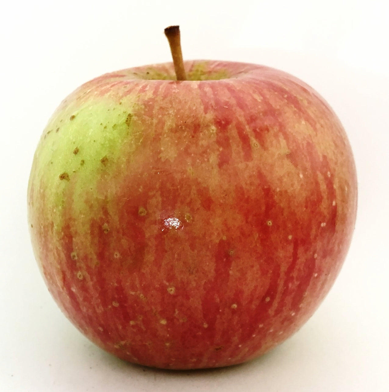 photo pomme haralson rapprochée