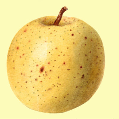 dessin pomme harrison