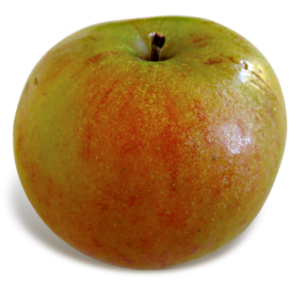 Pommier 'Holstein'