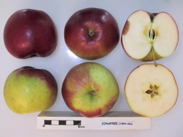 Pommier 'Jonafree'