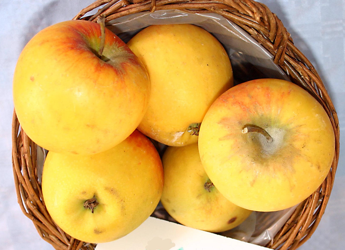 photo pomme priam