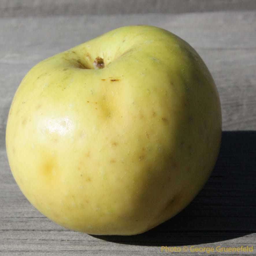 pomme muscadet de dieppe