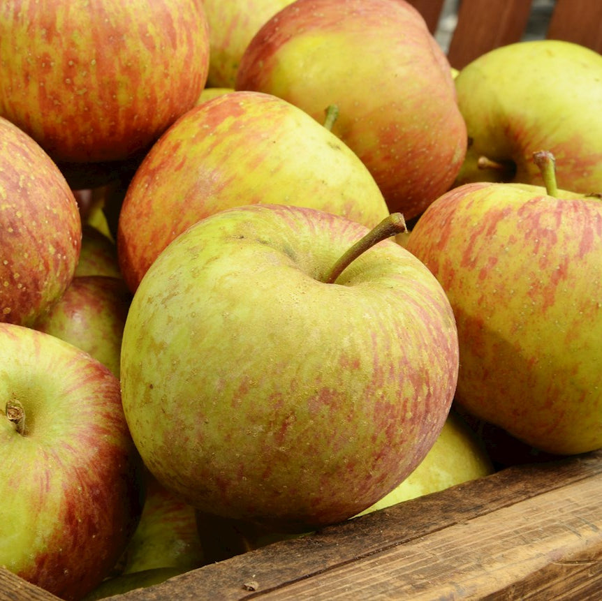 pomme nova easygro