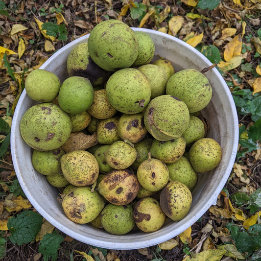 Photo montrant des noix de noyer noirs avec leur broue.