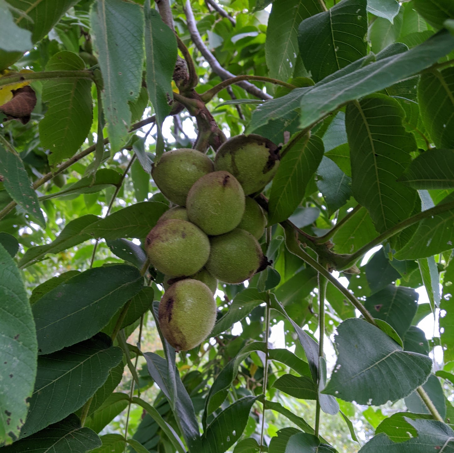 Noyer "buartnut" (hybride cendré/japonais)