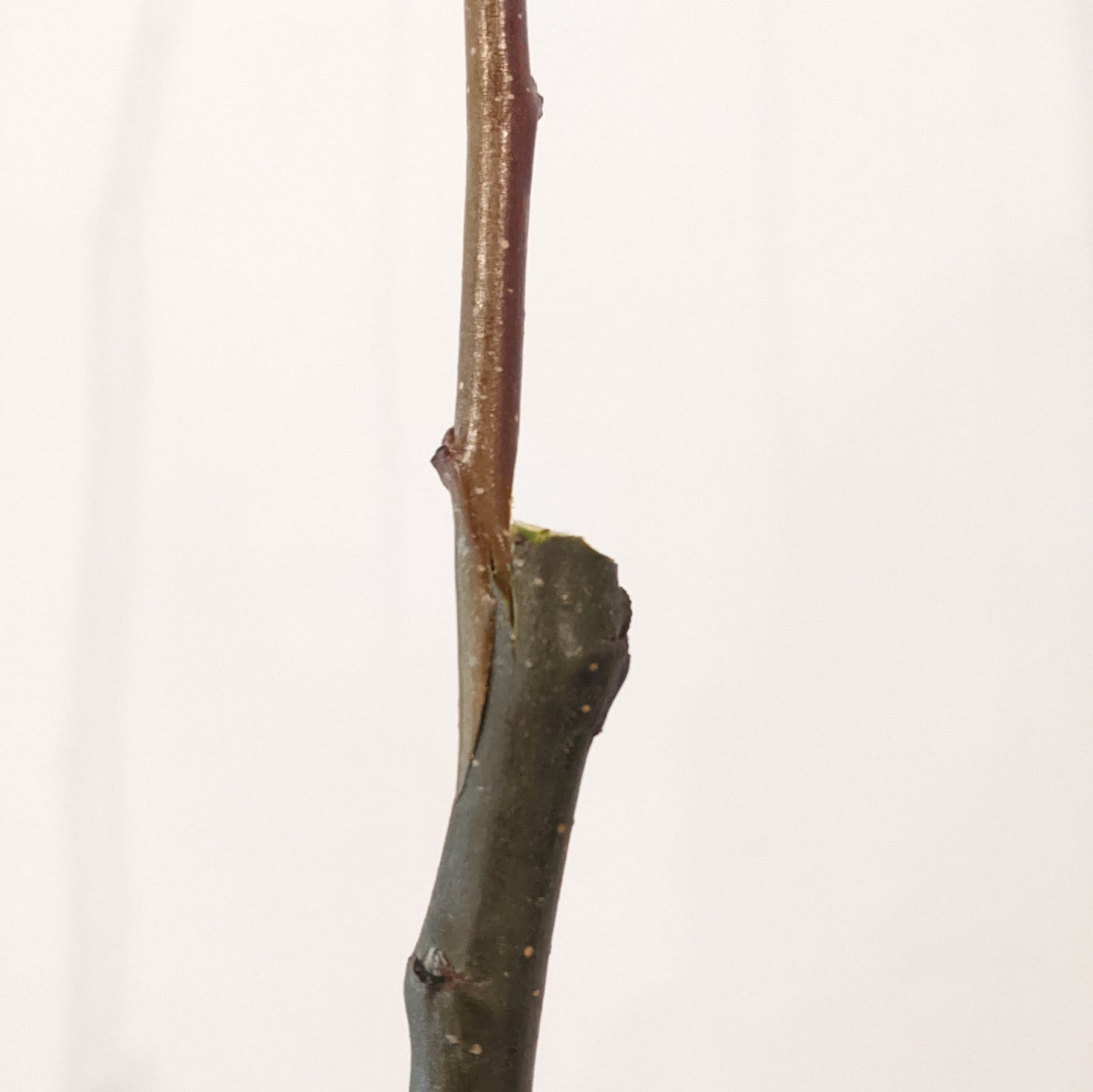 Formation sur la greffe d'arbres fruitiers