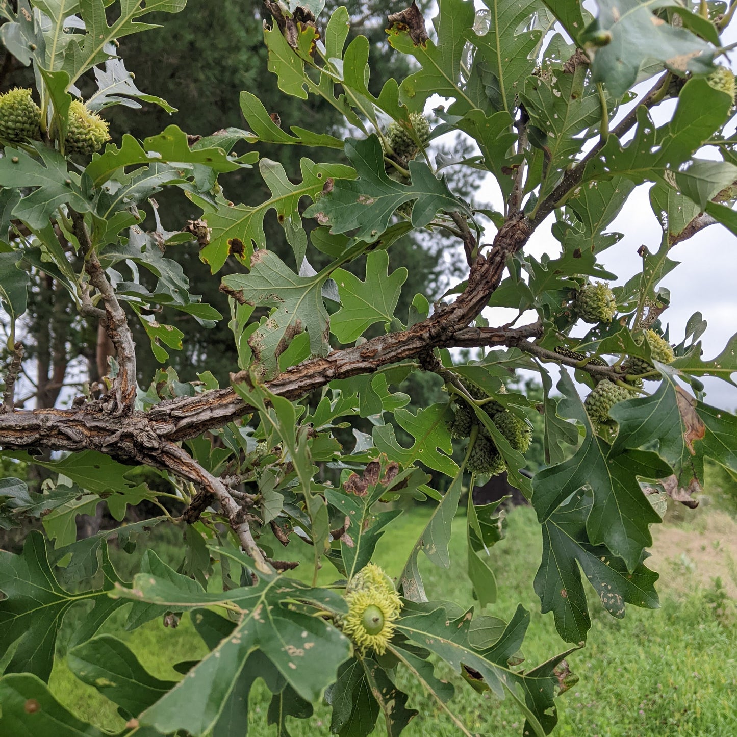 Chêne à gros fruit