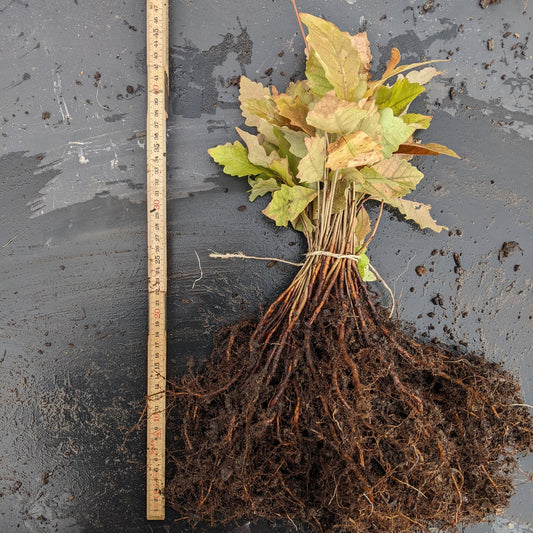 Chêne à gros fruit