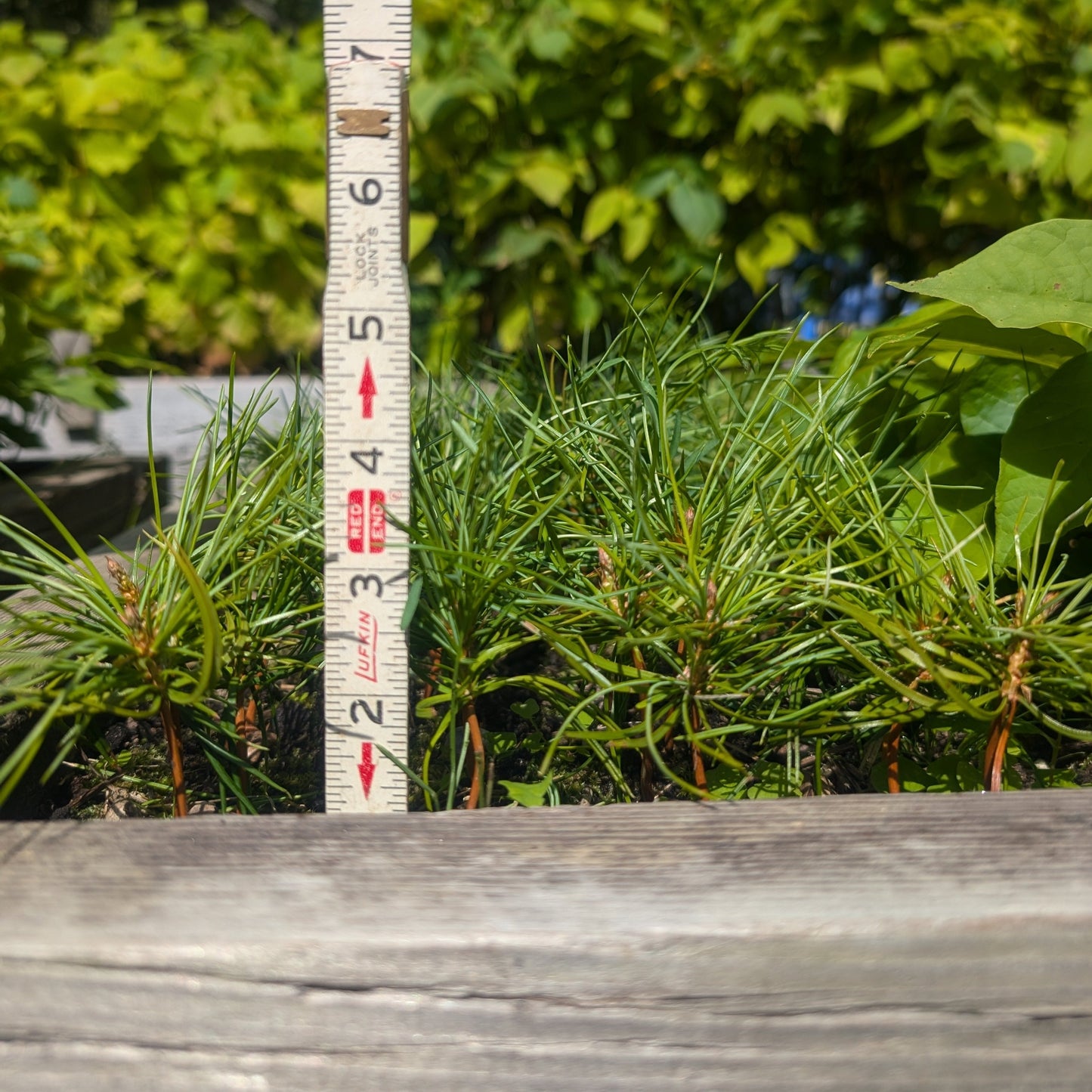 Photo pin de corée rapprochée