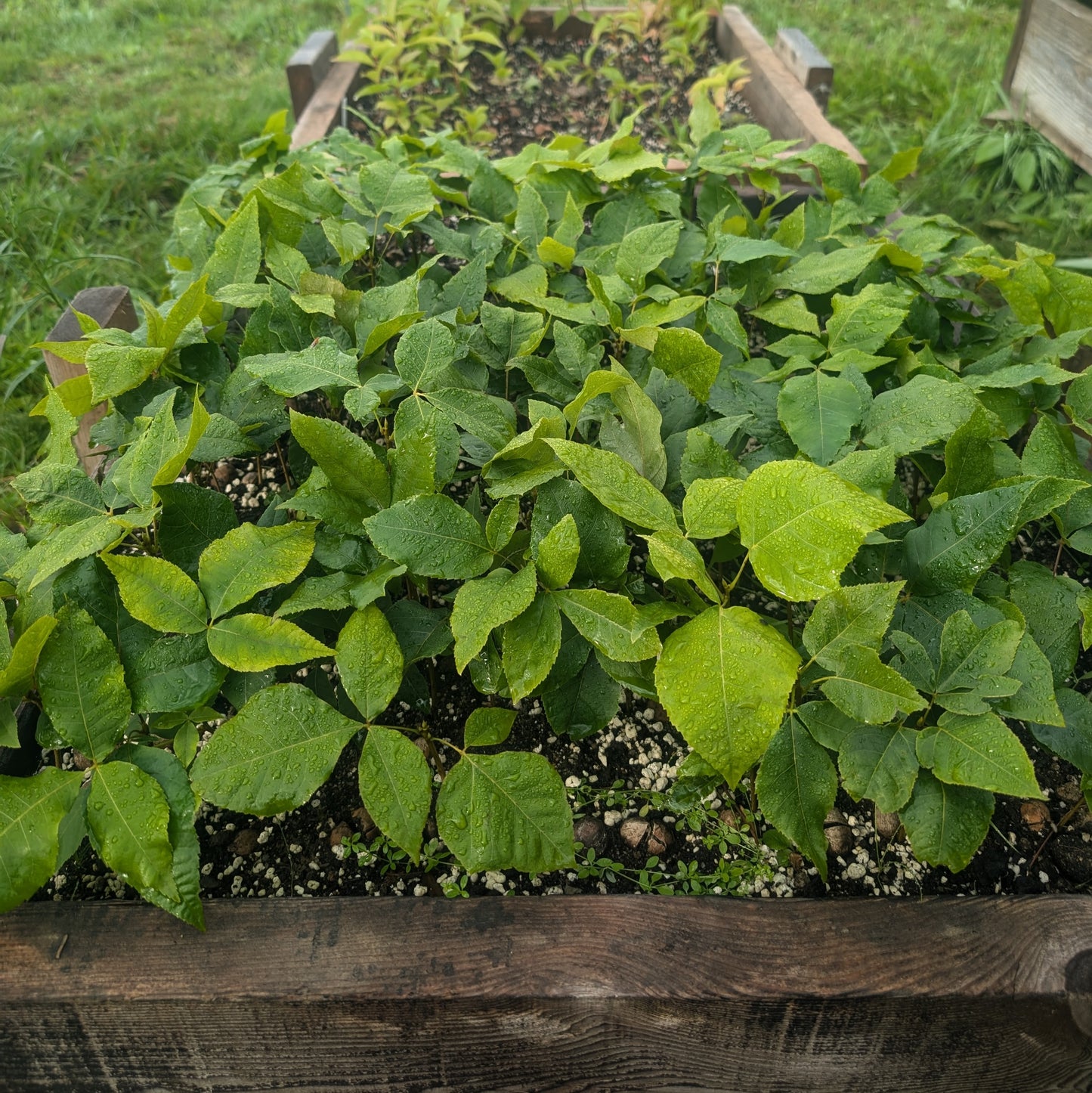 photo montrant des semis de caryer ovale avec leurs feuilles