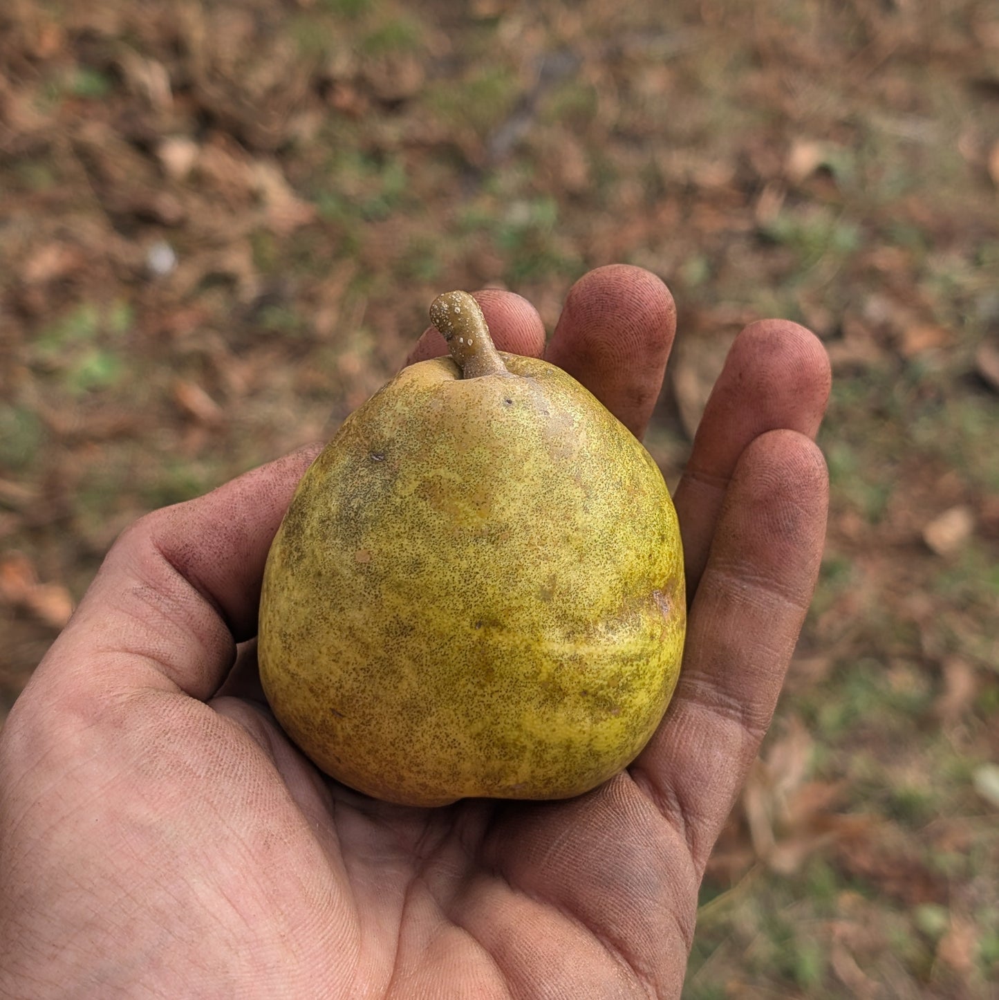 photo d'un poire savignac. petite poire ronde à la peau verte