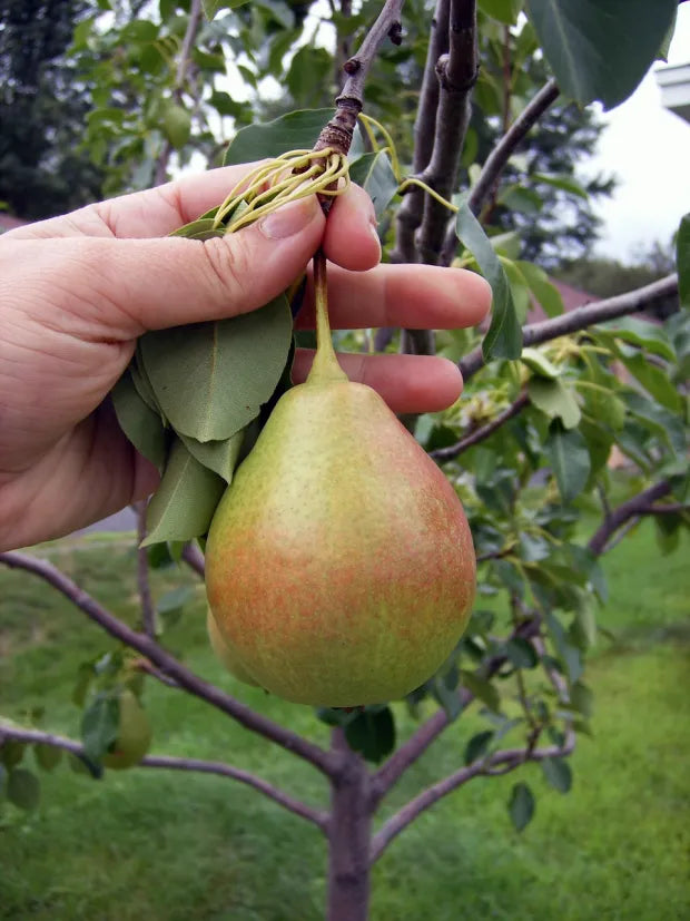 Photo d'une poire patten dans un arbre