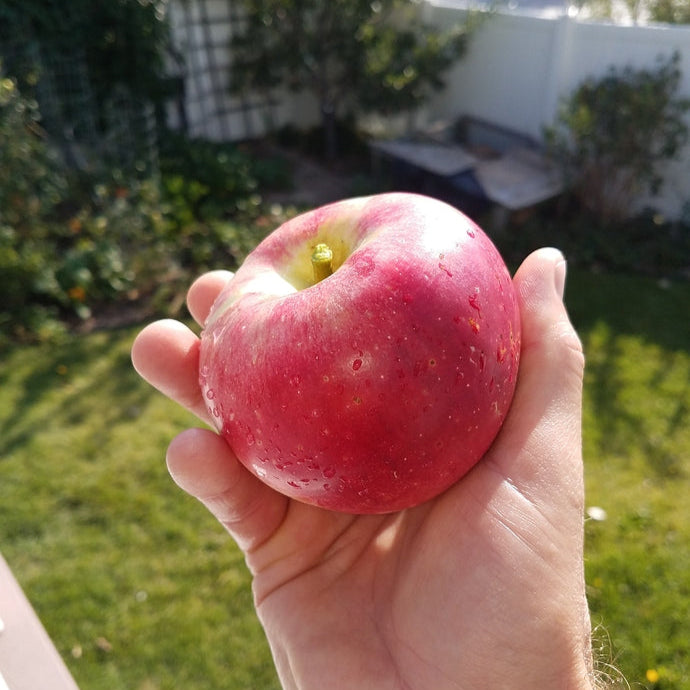 photo montrant une pomme Akane. Pomme rouge