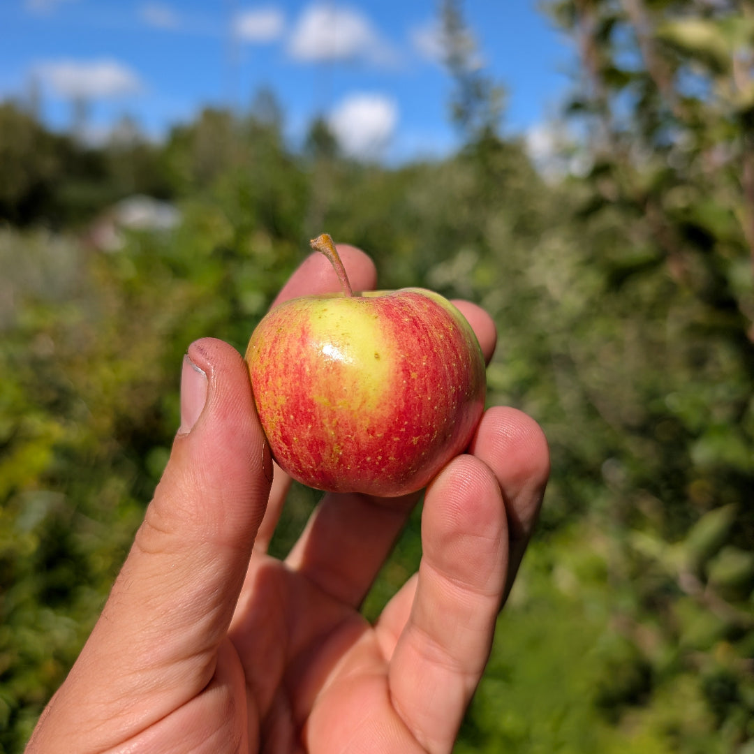 photo montrant une pommette du pommetier 'Chesnut'