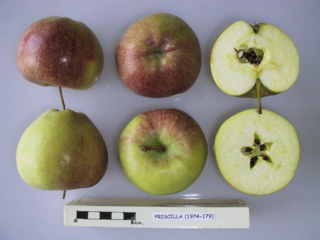 photo pomme priscilla