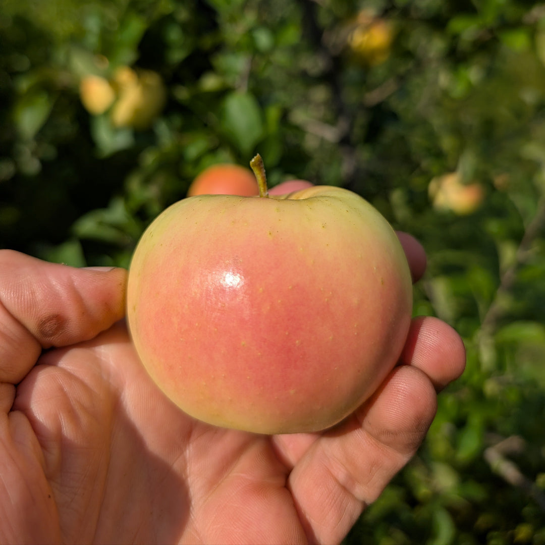 photo montrant la pomme du pommier 'PristineM' dans une main