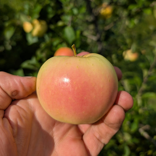 photo montrant la pomme du pommier 'PristineM' dans une main