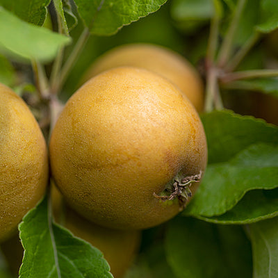 Pommier 'Saint Edmund's Pippin'