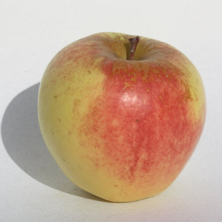 photo pomme sundance rapprochée
