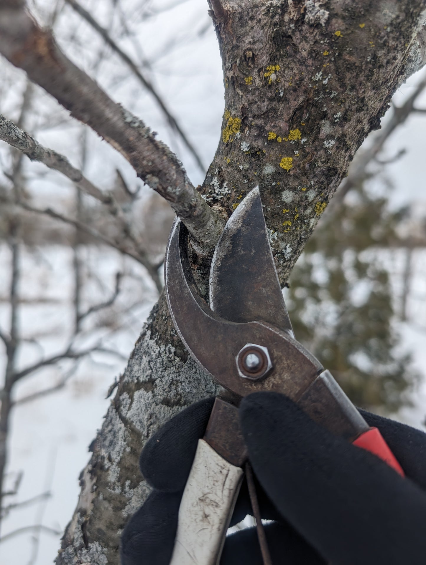 Formation sur la taille des arbres fruitiers