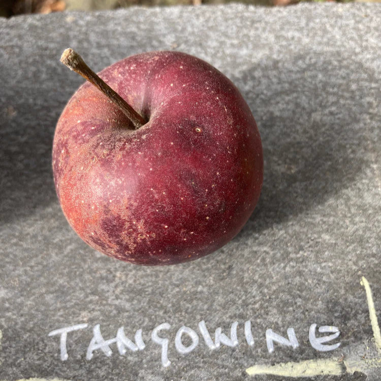 Pommier 'Tangowine'