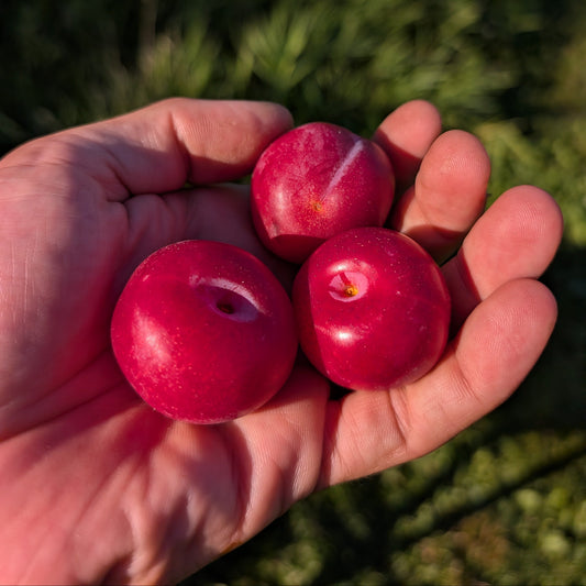 Photo montrant une poignée de prune du prunier toka