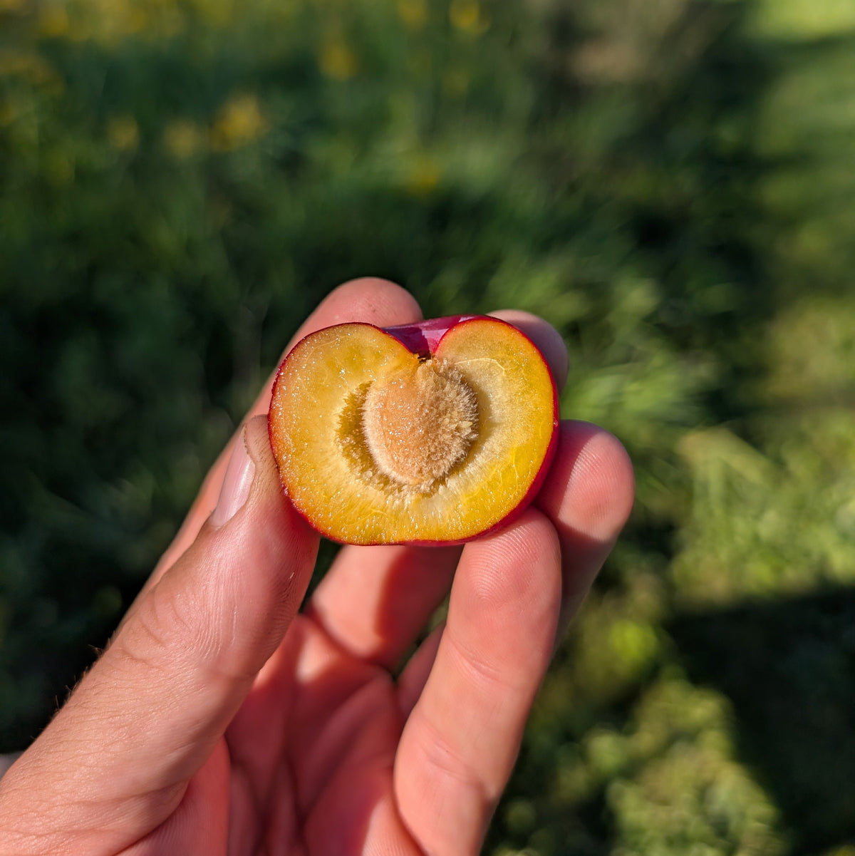 Photo montrant une prune du prunier toka. La photo montrat sa peau rouge et sa chaire jaune