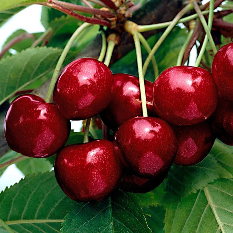 photo montrant des cerises rouge sucées du cerisier 'stella'