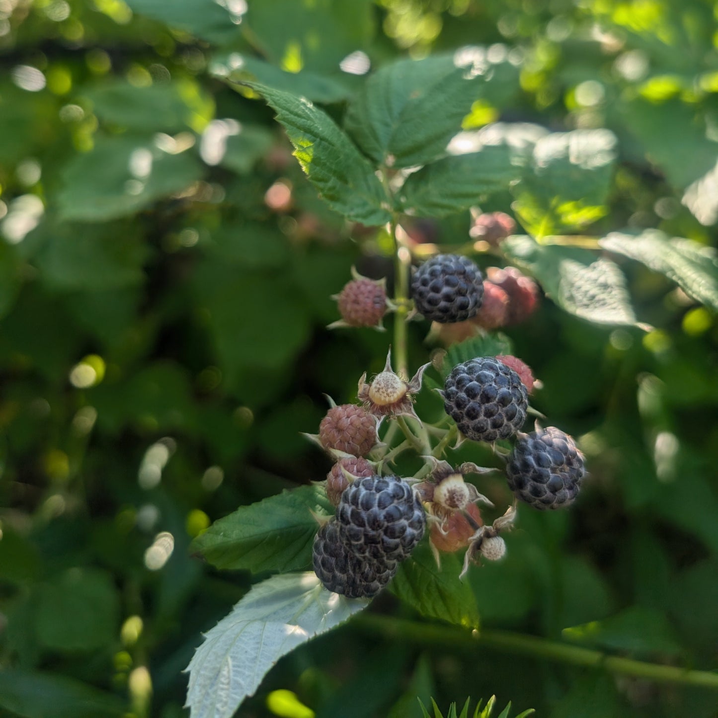 photo montrant des framboises noires