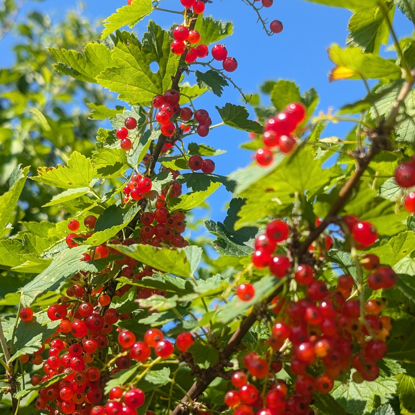 Photo montrant des gadelles rouges dans un gadelier 'Red Lake'