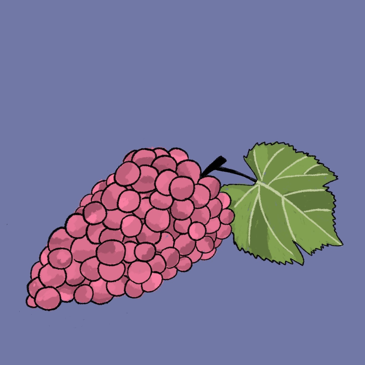 Vigne à raisin de table 'Somerset'