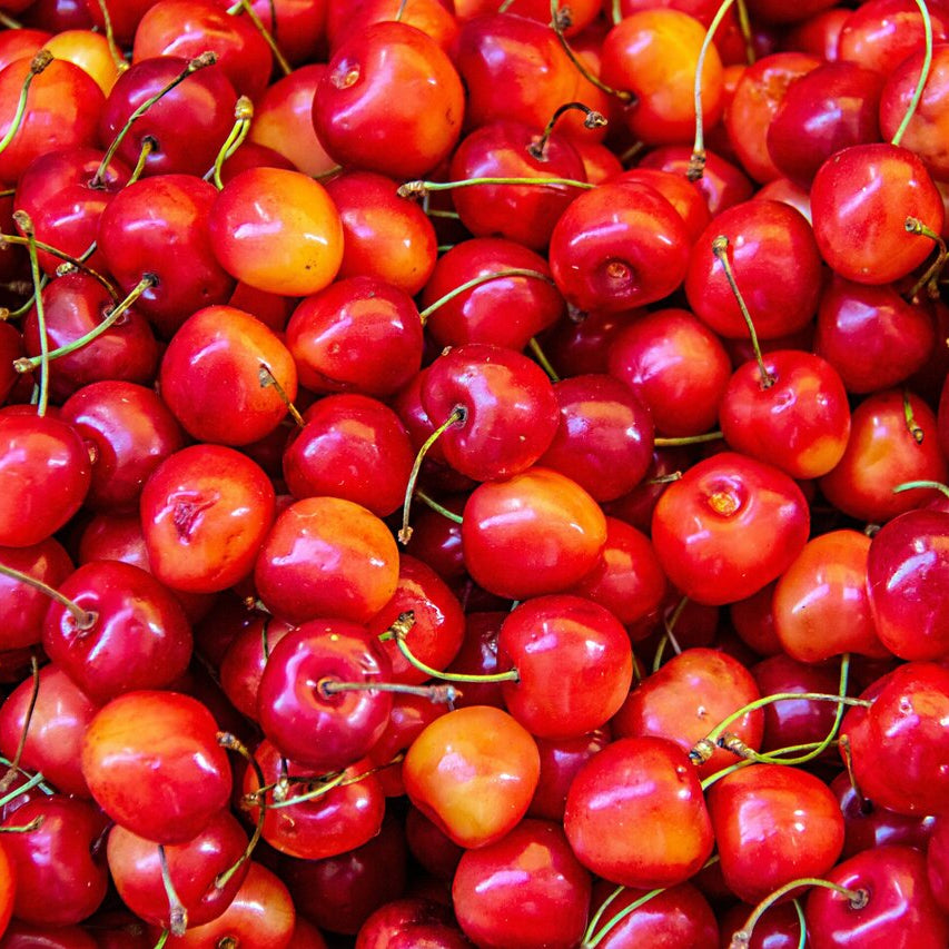 photo montrant des cerises sûres du cerisier Montmorency