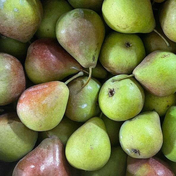 photo montrant des poires du Poirier Northbrite