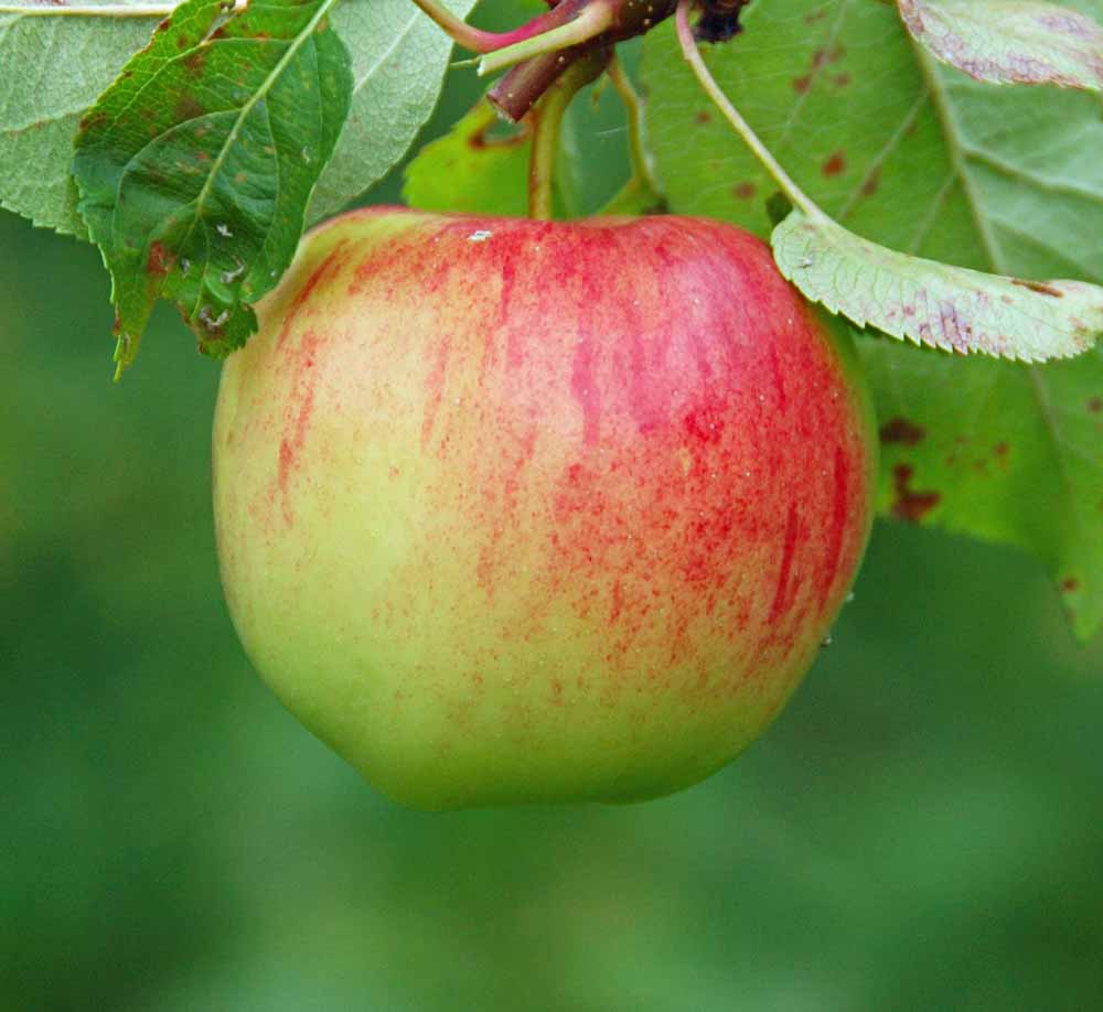 pomme redfree