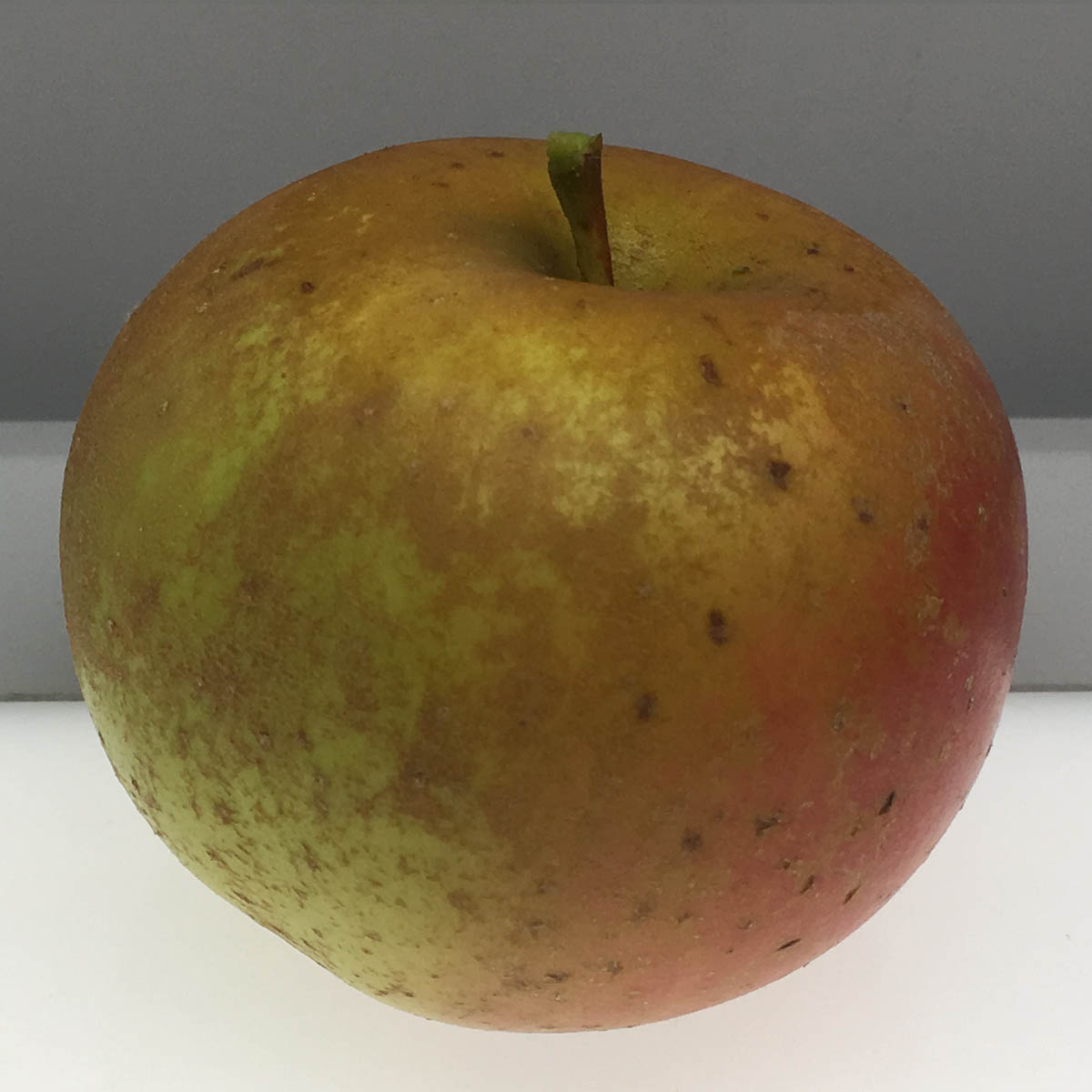 photo pomme roxburry russet
