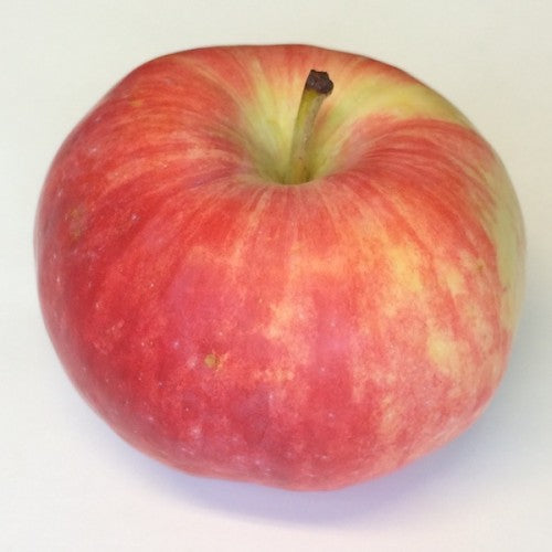 Pommier 'Wynoochee Early'