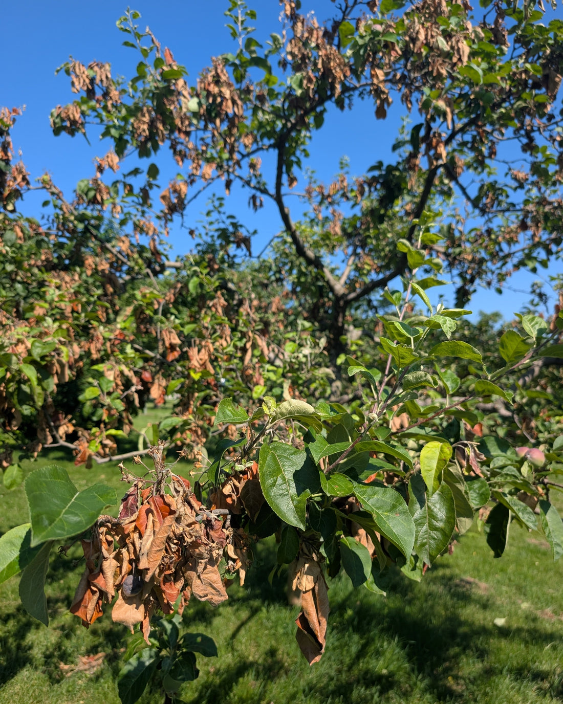photo montrant un pommier affecté par le feu bactérien