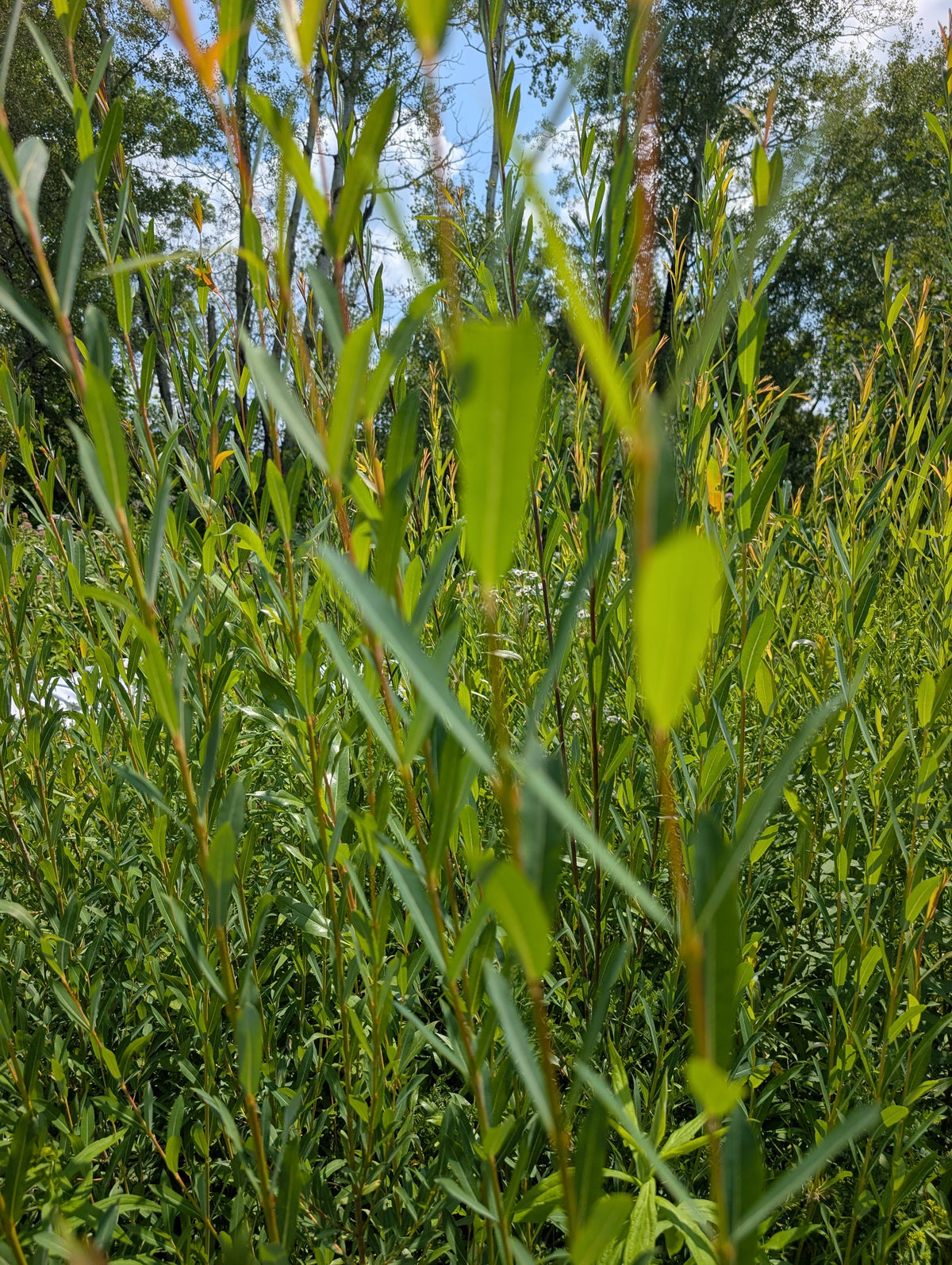 Photo montrant plusieurs tiges des saules (salix spp)