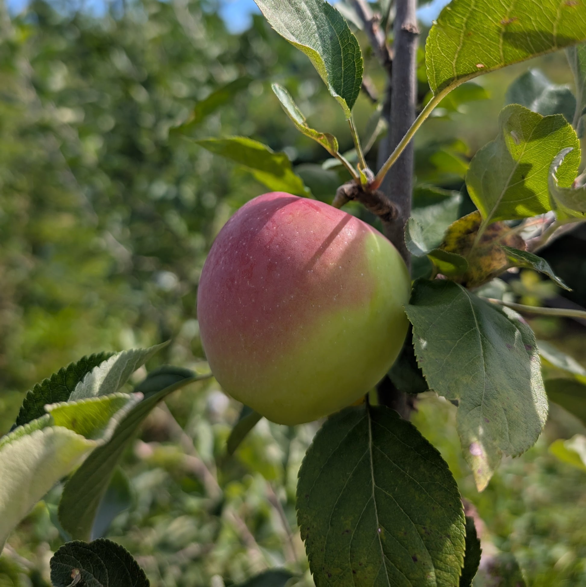 photo montrant une pomme 'Britegold' accroché dans le pommier