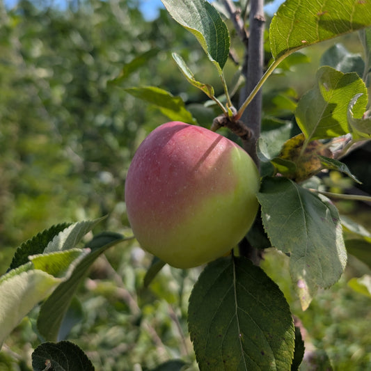 photo montrant une pomme 'Britegold' accroché dans le pommier